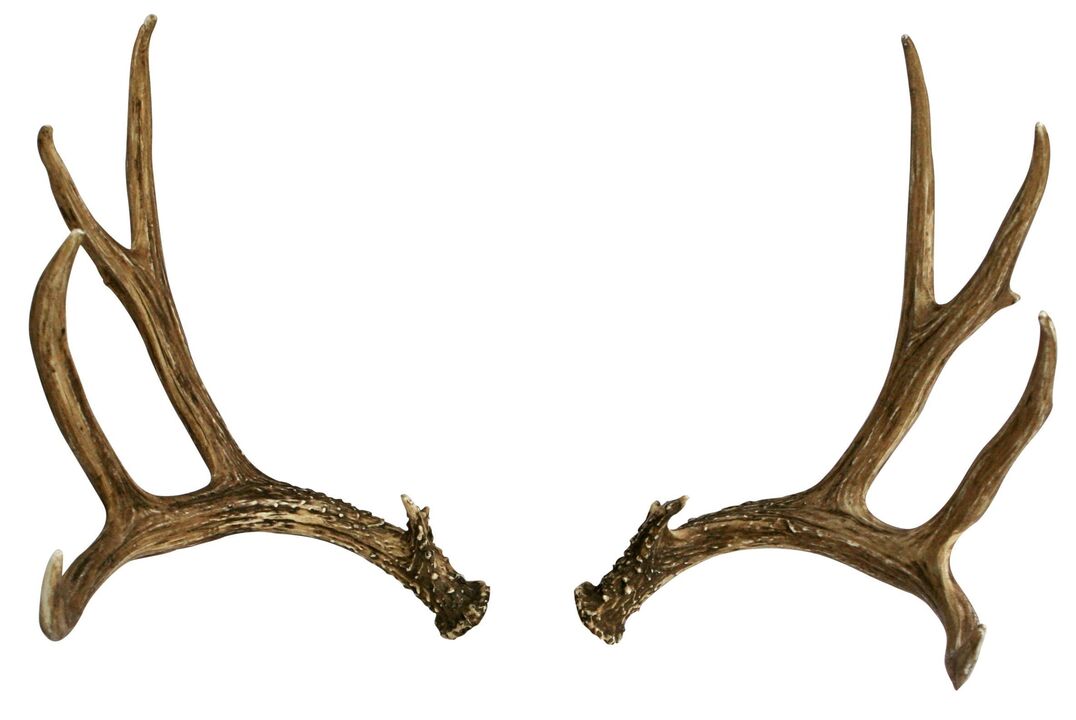 deer antlers as part of the Hondro Sol Valgus creek